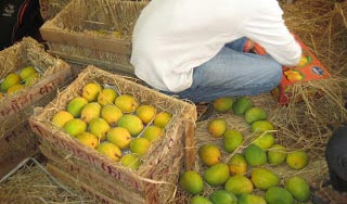 Mangoes and Other Fruit being prepared for shipping. We ship within Africa, but are also scaling up production for overseas export.
