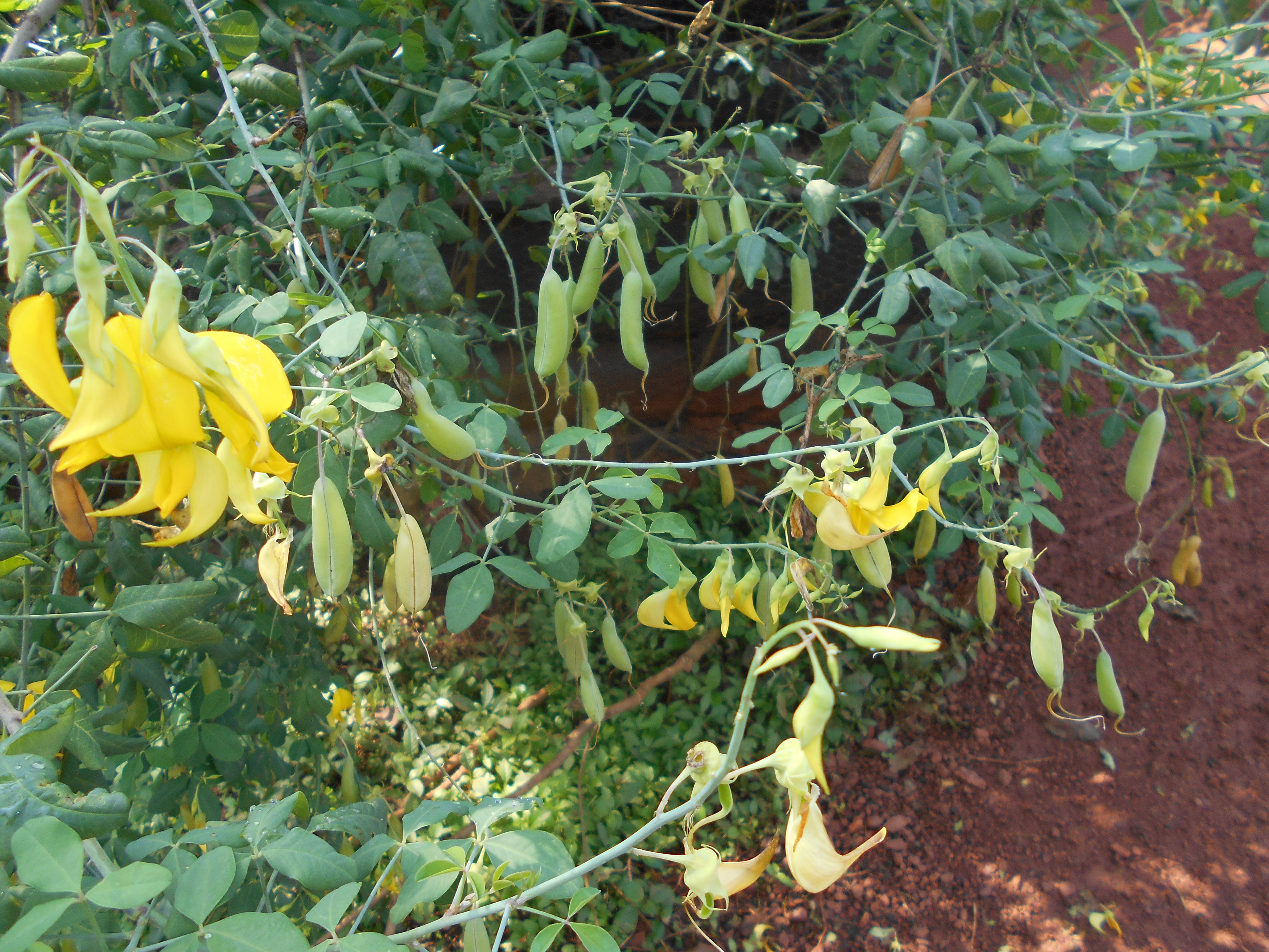 Gallery image: DSCN0919.JPG